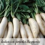 Daikon com pimenta thermomix